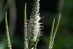 2025-07229790 Wachusett Meadow, MA